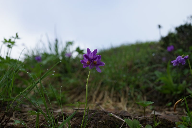 DSC05525.JPG