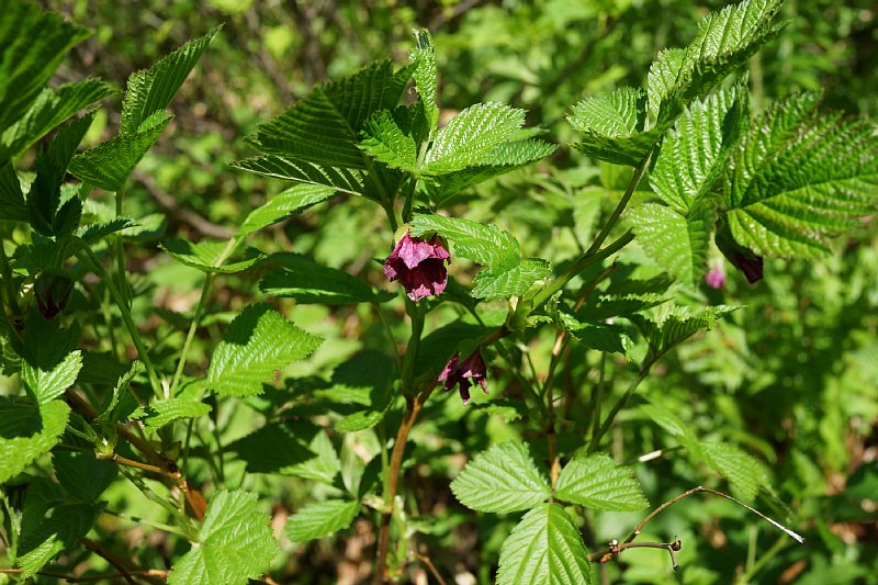 DSC05555.JPG