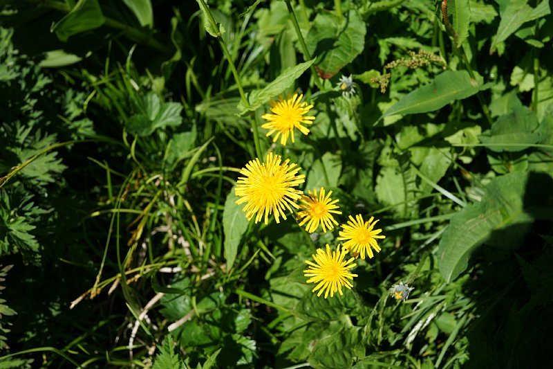DSC05570.JPG