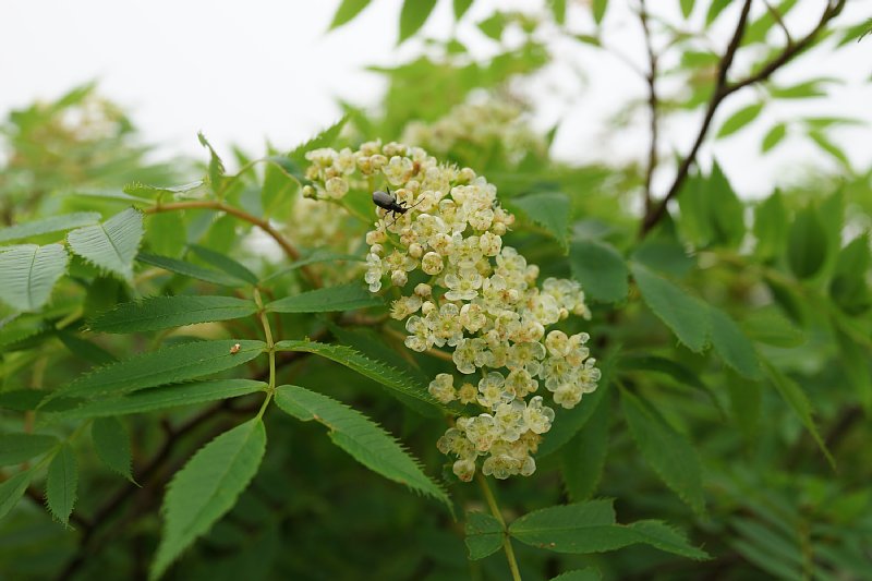 DSC05173.JPG