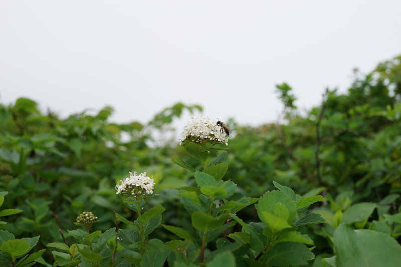 DSC05186.JPG
