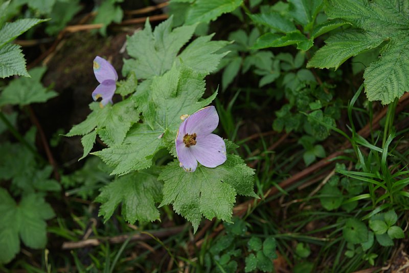DSC05233.JPG