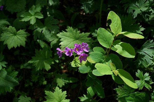 DSC01856.JPG