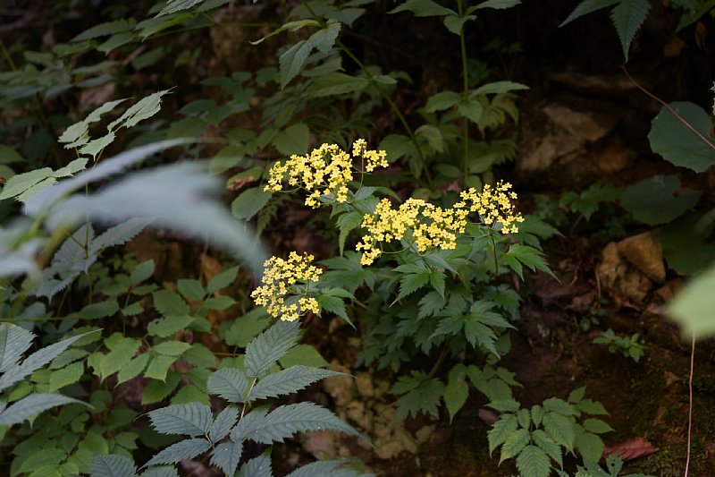DSC06194.JPG
