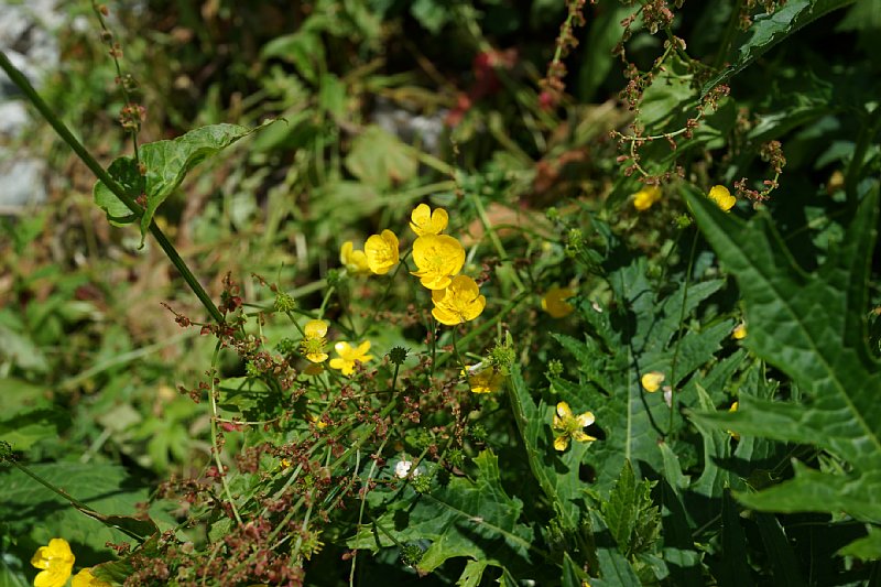 DSC06207.JPG