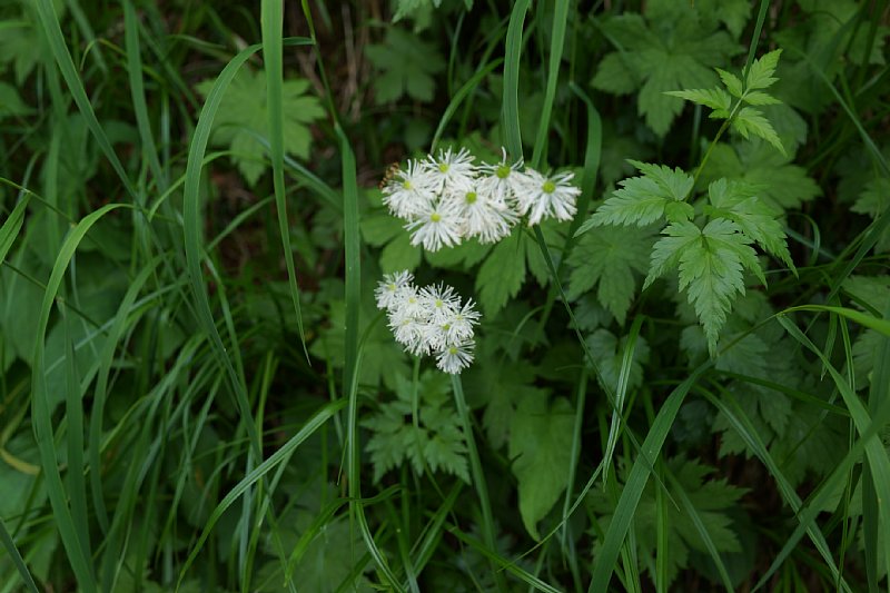 DSC06208.JPG