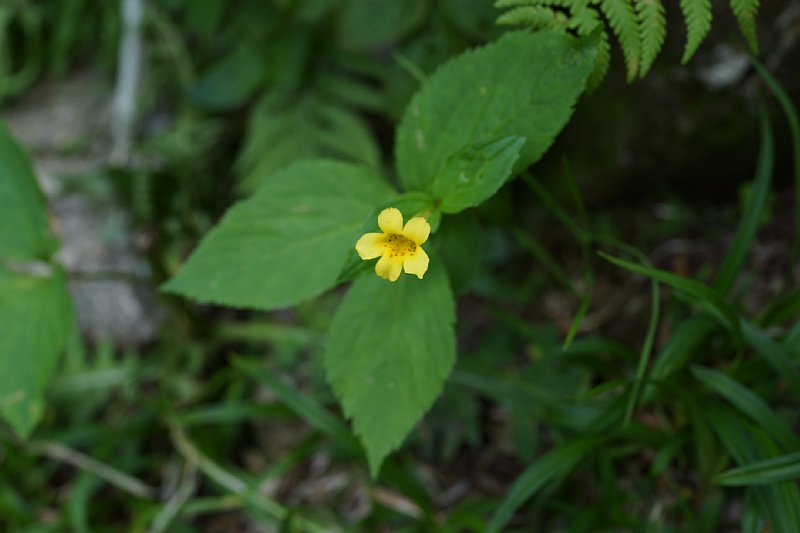 DSC06212.JPG