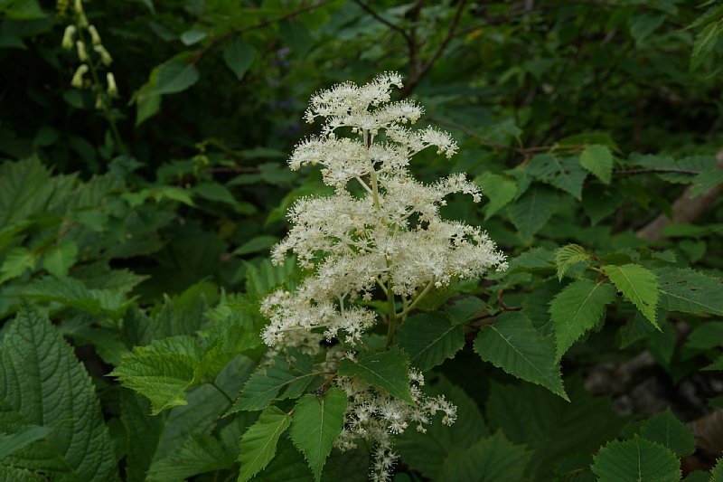 DSC06213.JPG
