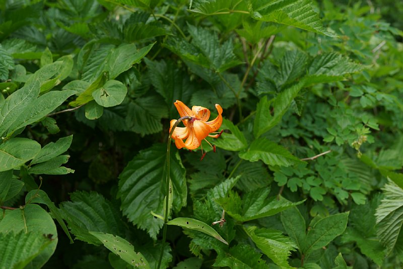 DSC06214.JPG