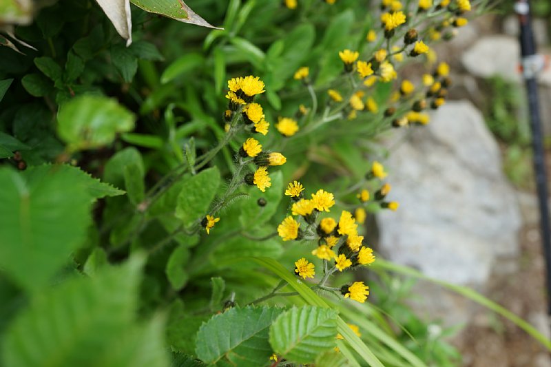 DSC06232.JPG