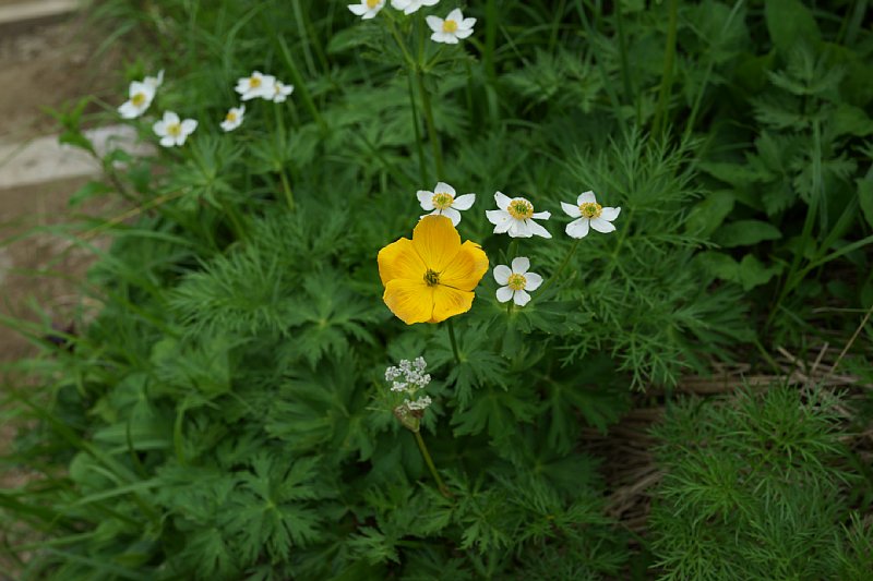 DSC06245.JPG
