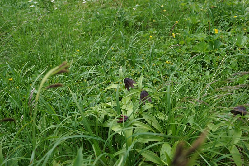 DSC06255.JPG