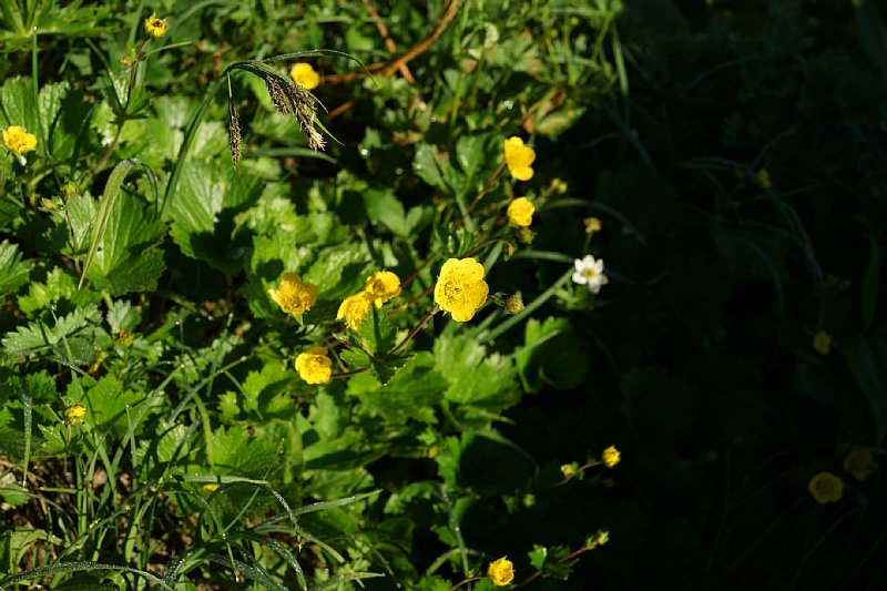 DSC06268.JPG