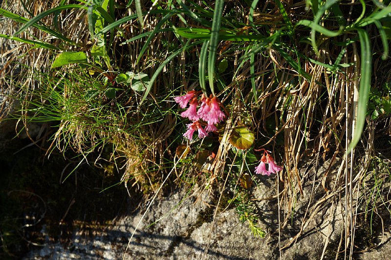 DSC06270.JPG