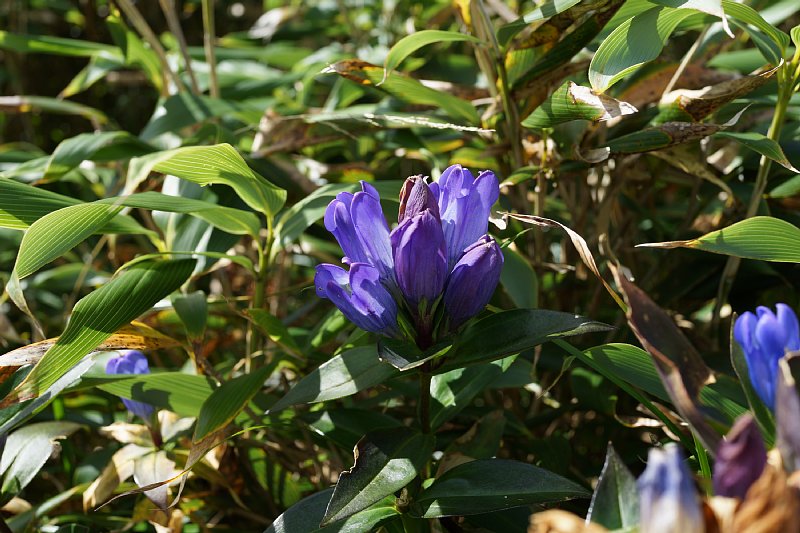 DSC06114.JPG