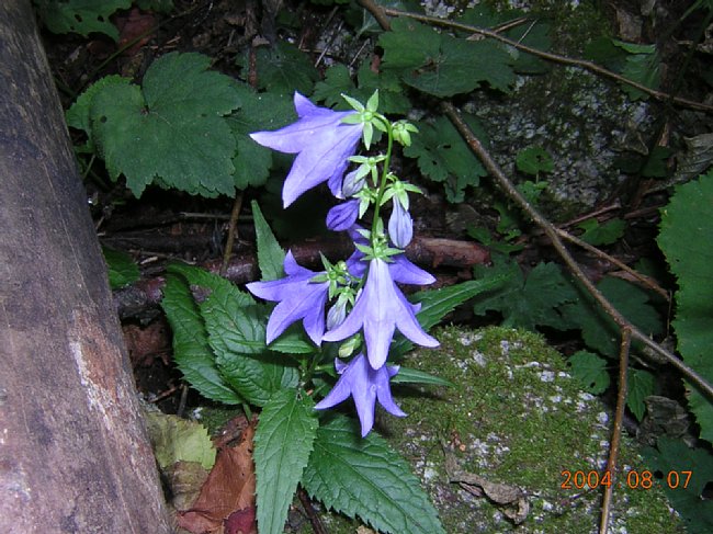 DSCN0865.JPG