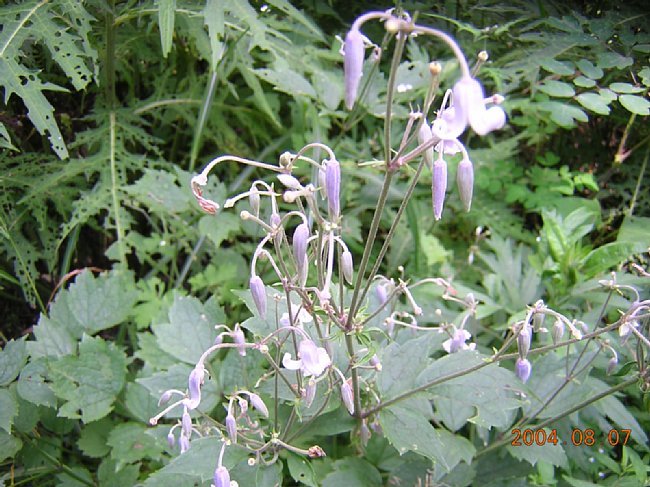 DSCN0873.JPG