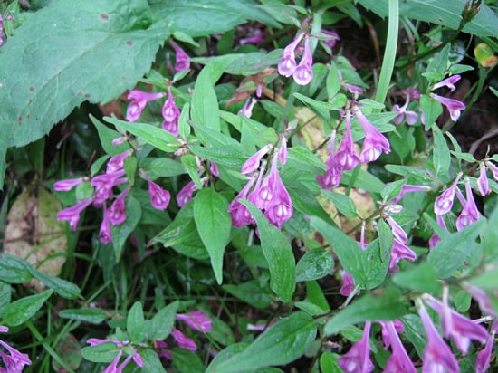 IMG_0755.jpg