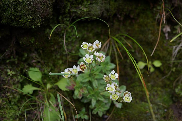 DSC08713.jpg