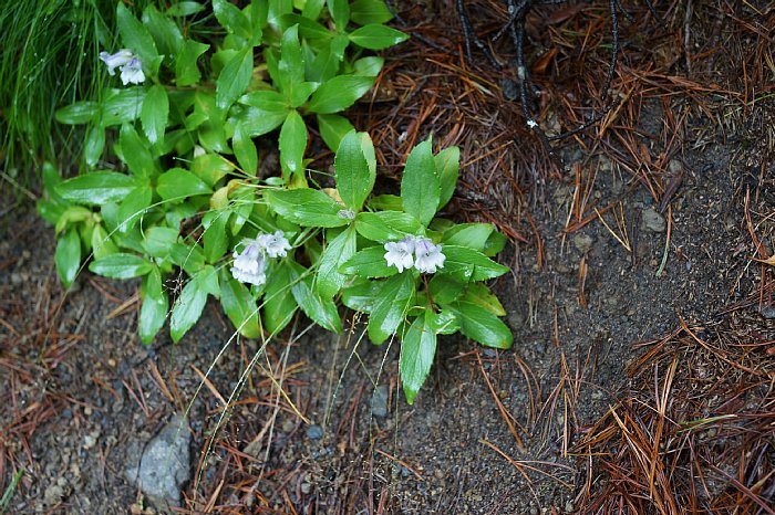 DSC08717.jpg