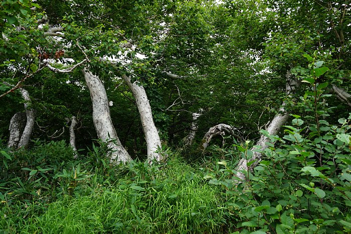 DSC08734.jpg