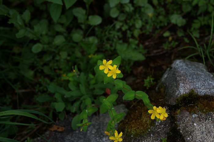 DSC00217.JPG