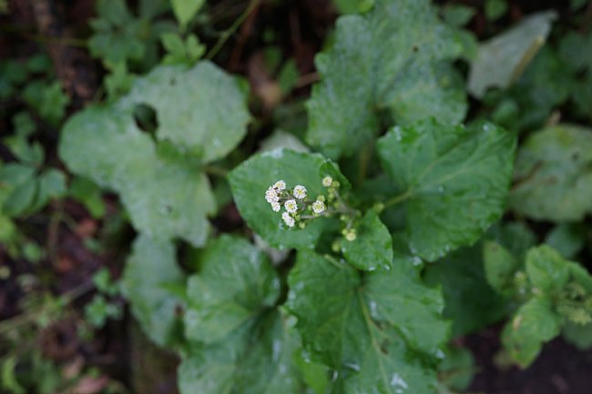 dsc01566.jpg
