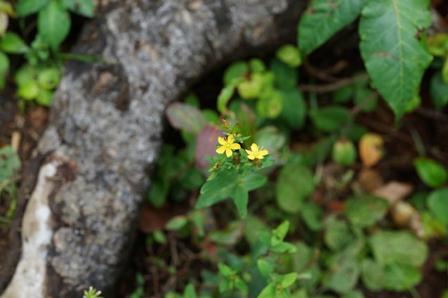 dsc01568.jpg