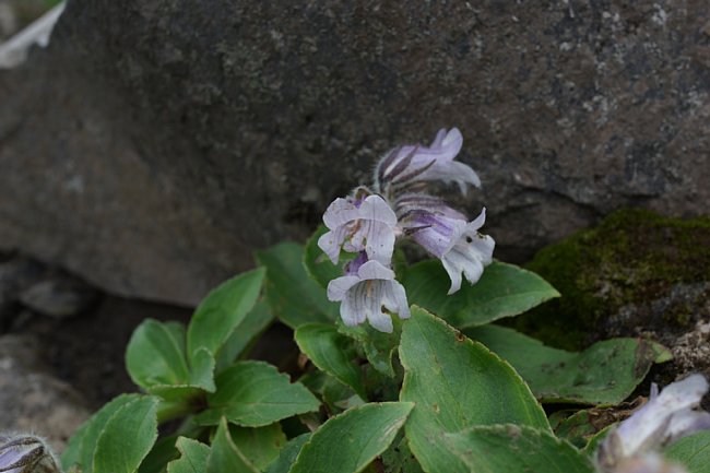 dsc01572.jpg