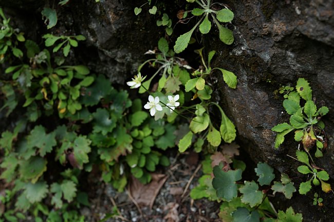 dsc01646.jpg