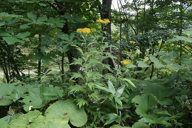 dsc01647.jpg