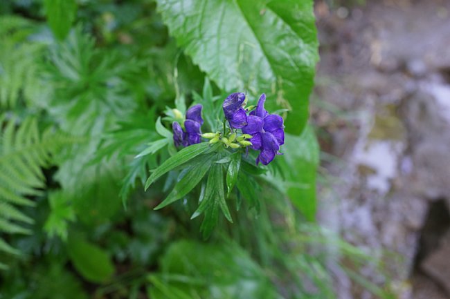 dsc01703.jpg
