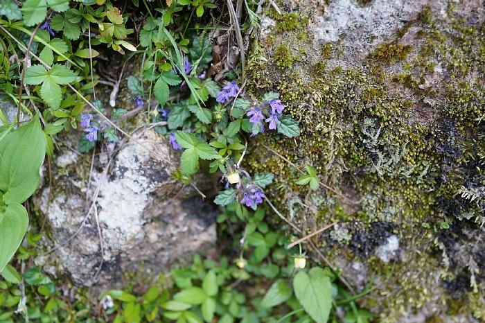 DSC00950.jpg