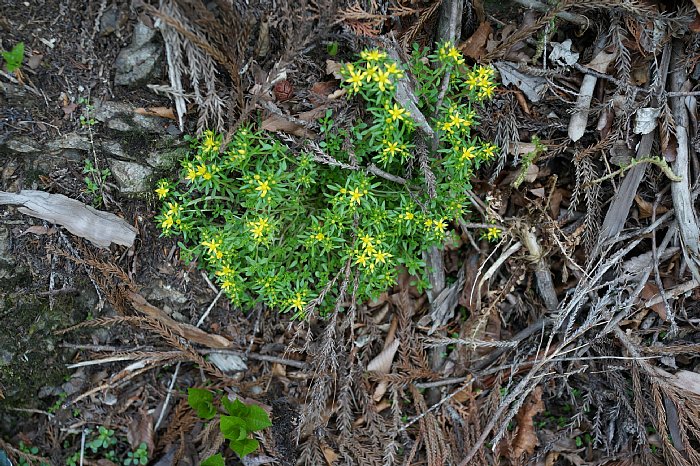 DSC00954.jpg