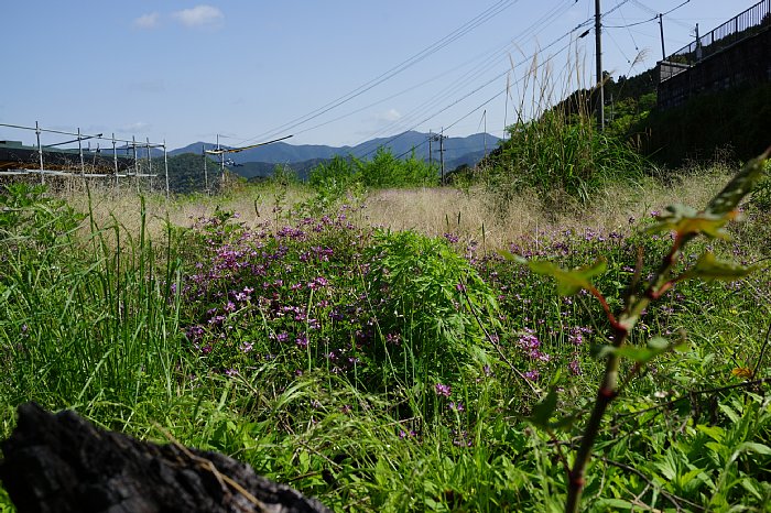 DSC00978.jpg