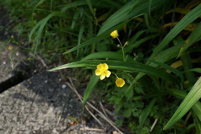 DSC01011.jpg