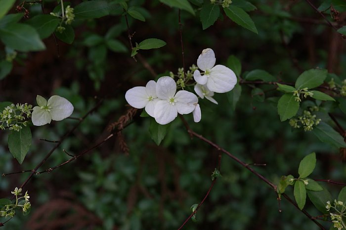 DSC01057.jpg