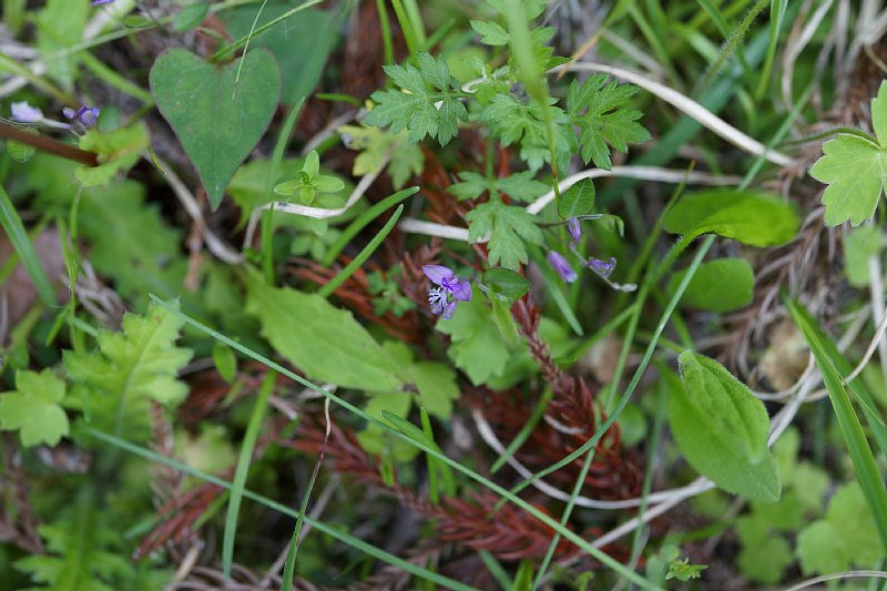 DSC04465.JPG